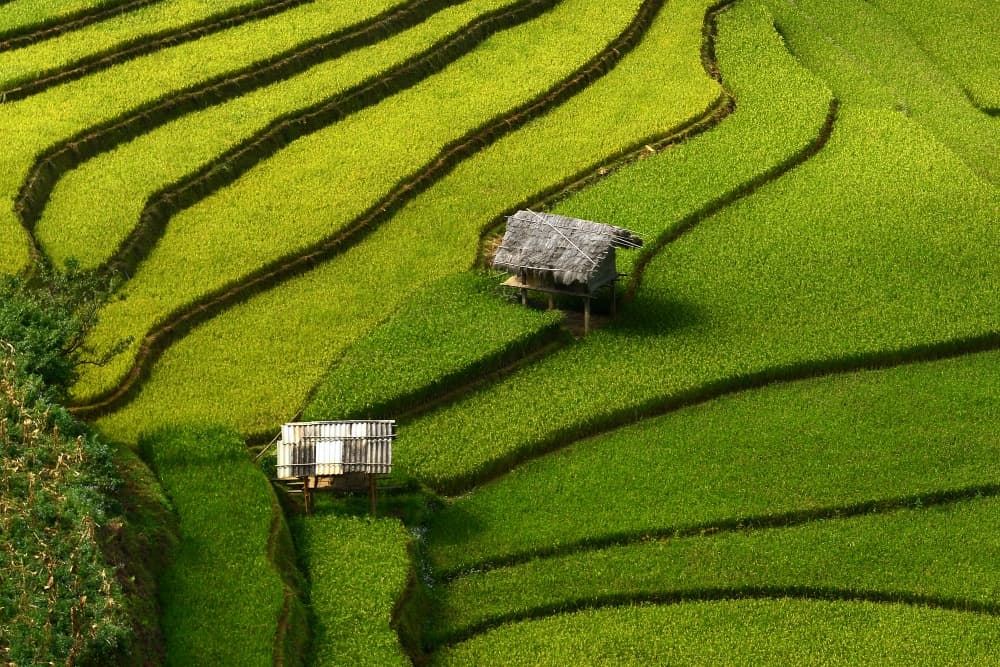Lush Green Rice Terraces by Sarawut Intarob — canvas wall art