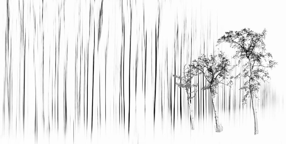 Monochrome Forest Serenity by Hilda van der Lee — canvas wall art
