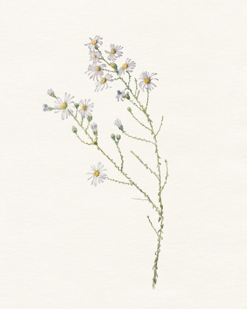 Delicate White Flowers by Wild Violets — canvas wall art