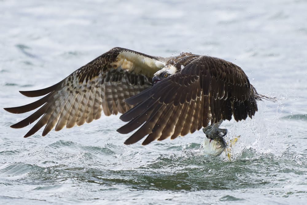 Osprey by Johnny Chen — canvas wall art