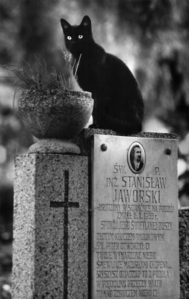 Mysterious Cemetery Cat by Jacek Stefan — canvas wall art
