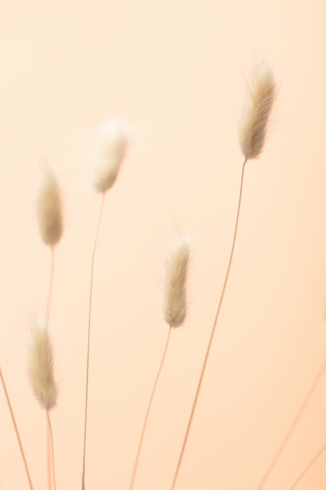 Gentle Fluffy Plants by Pictufy Studio III — canvas wall art