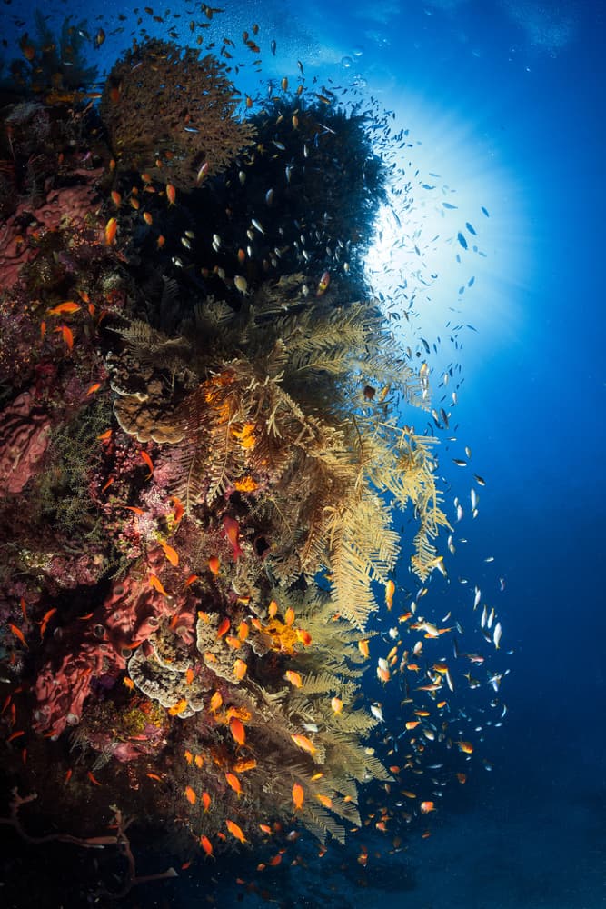 Underwater Sunlit Reef by Barathieu Gabriel — canvas wall art