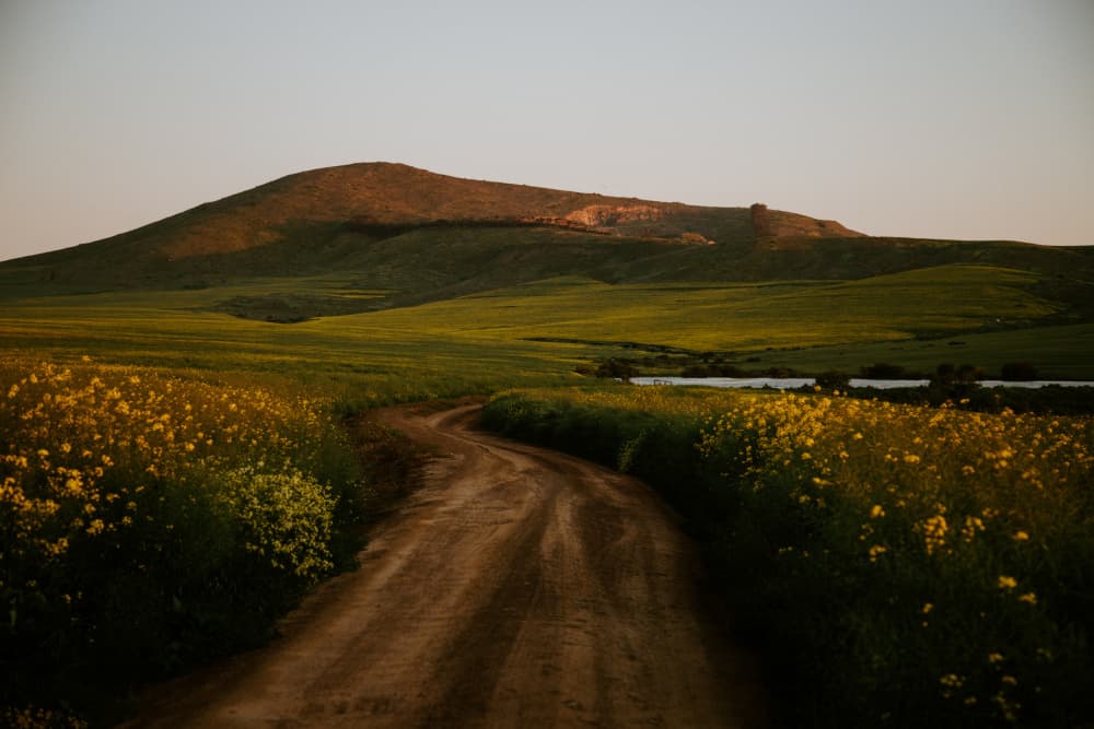 Golden Hour Country Road by Megan Shone — canvas wall art