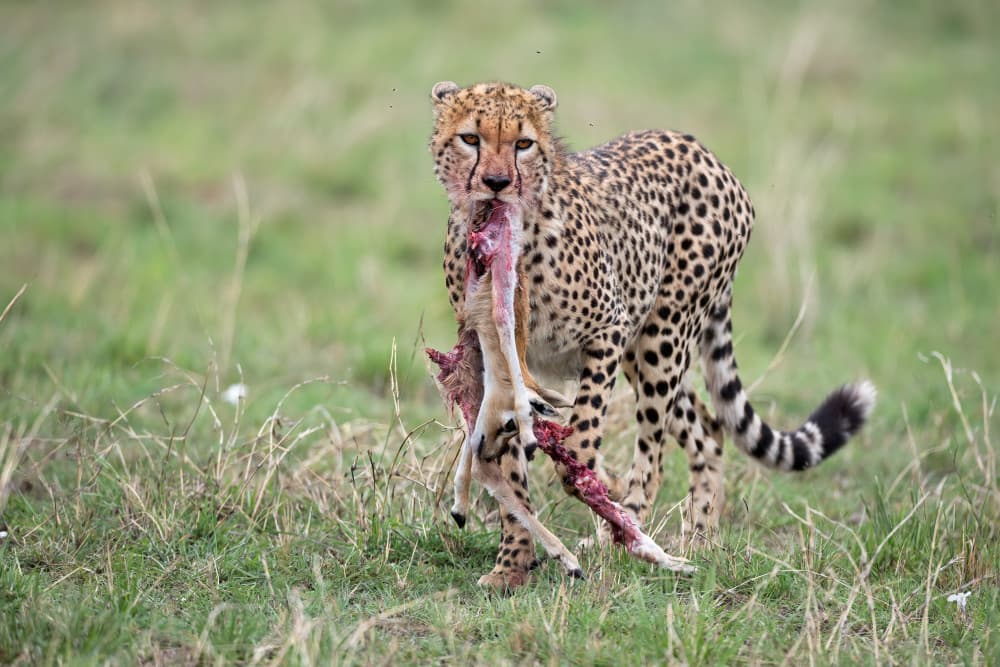 Cheetah Carrying Prey by Marco Pozzi — canvas wall art