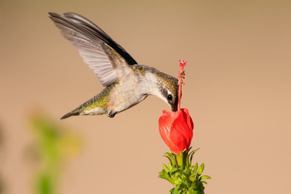 Hummingbird Nectar Sip by Mike He — canvas wall art
