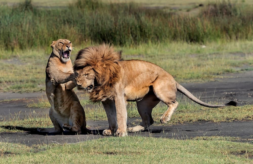 African Lions Roar by Giuseppe DAmico — canvas wall art