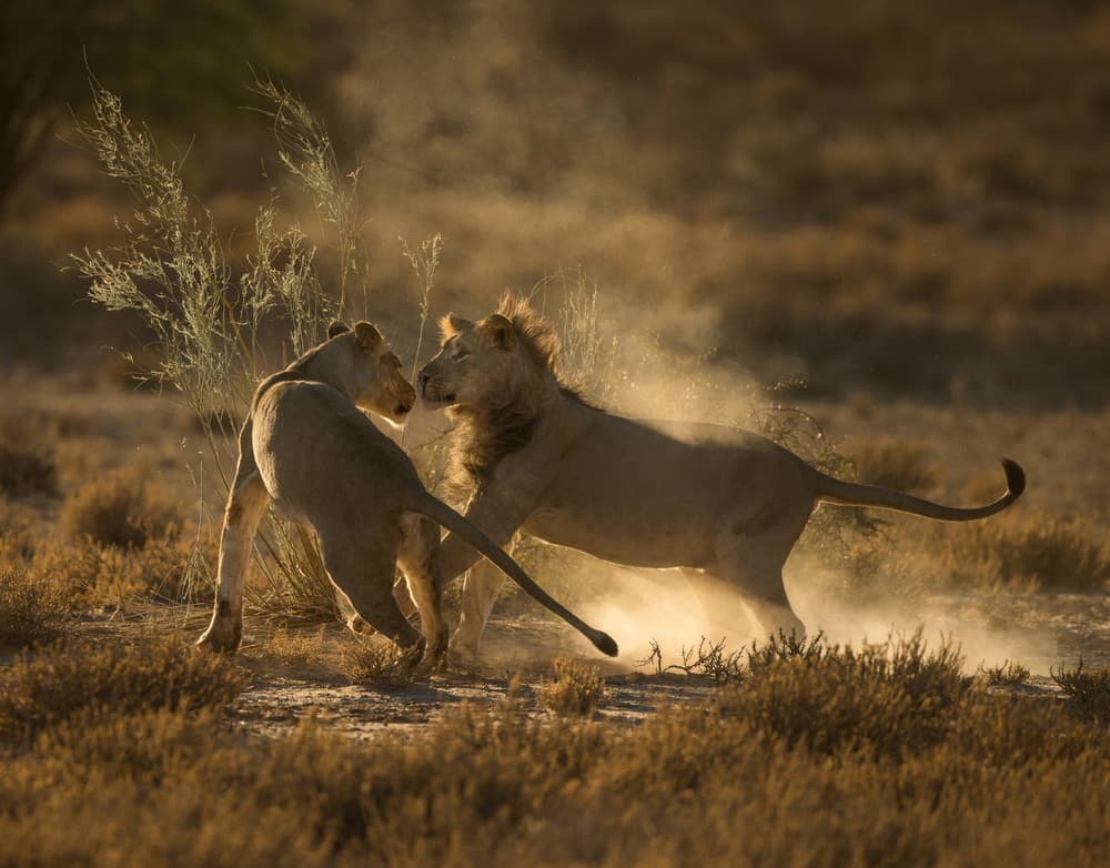 Lions Kicking Up Dust by Jaco Marx — canvas wall art