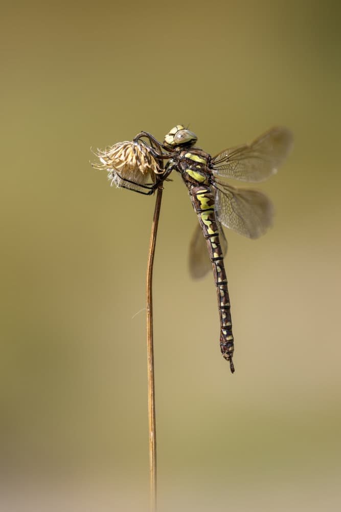 Resting Dragonfly by Fabrizio Daminelli — canvas wall art