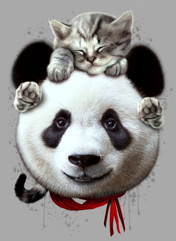 Peaceful Panda Kitten Nap by Adam Lawless — canvas wall art