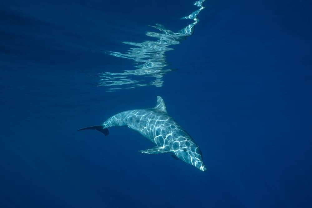 Sunlit Deep Blue Dolphin by Serge Melesan — canvas wall art