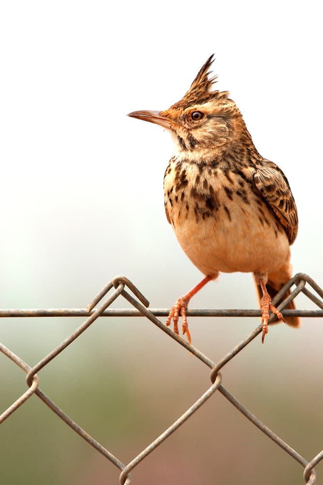 Crested Lark on Fence by Eyal Amer — canvas wall art