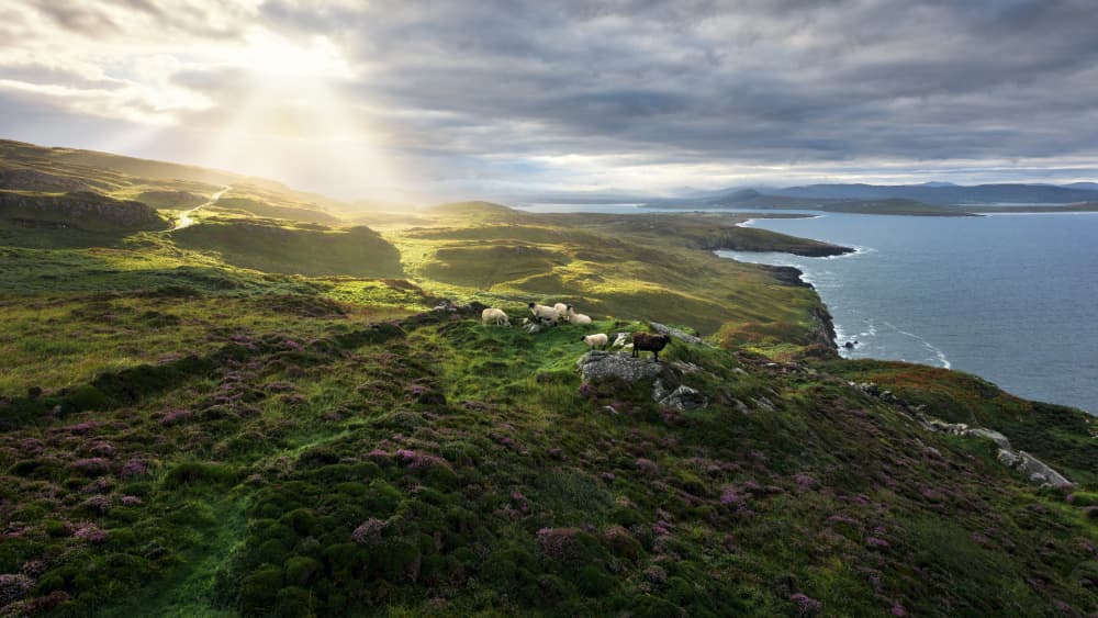 Good Morning Ireland by Stefan Hefele — canvas wall art