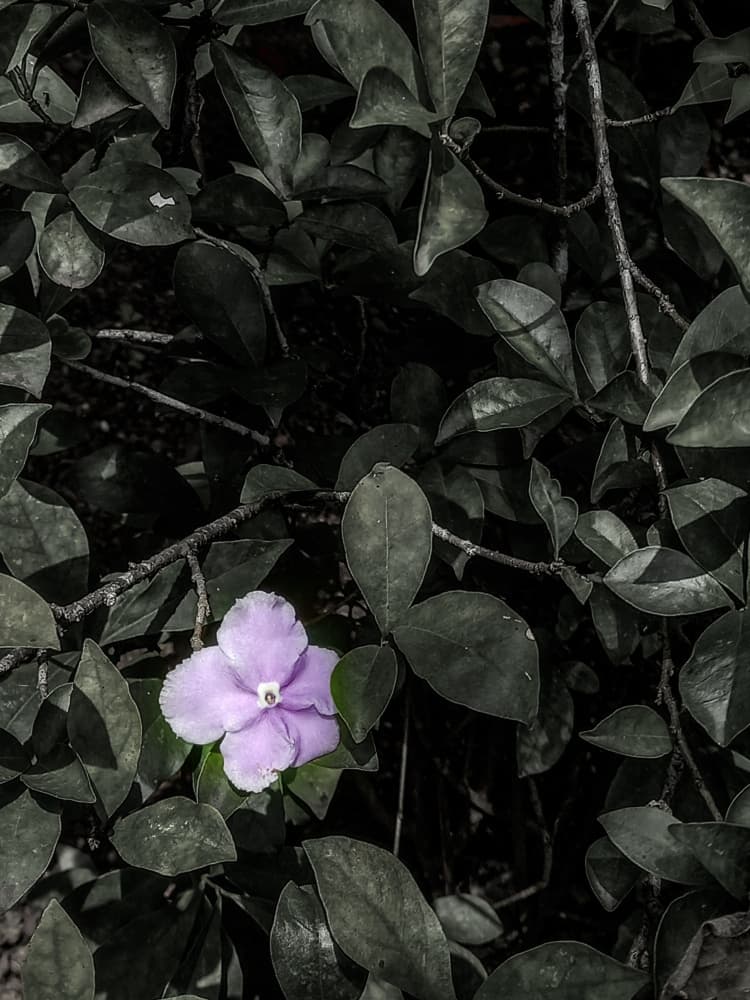 Moody Purple Flower by Josie George — canvas wall art