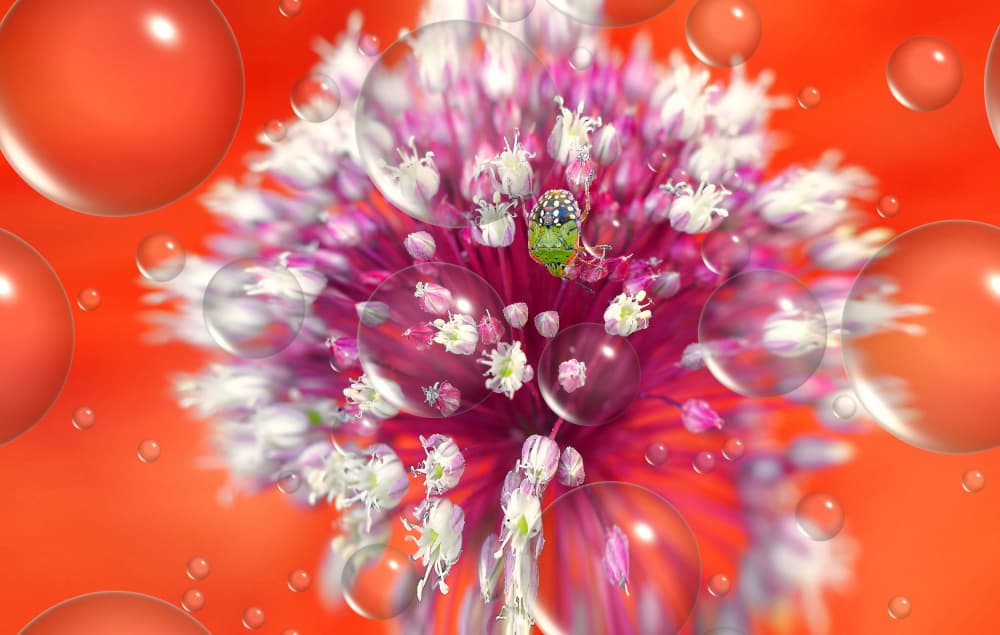 Bug On Flower Drops by Thierry Dufour — canvas wall art