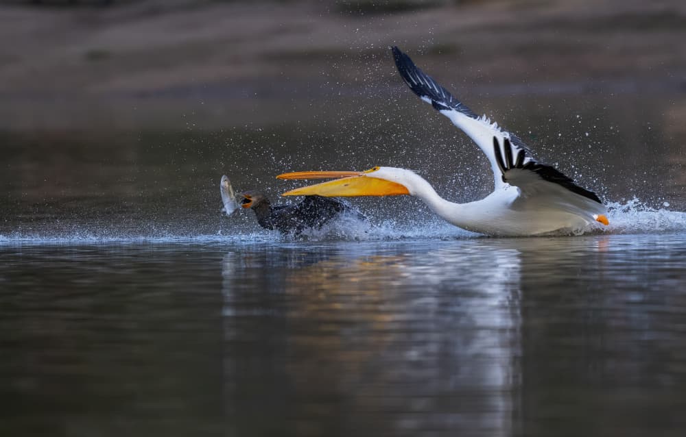 Pelican Fish Fight by Judy Tseng — canvas wall art