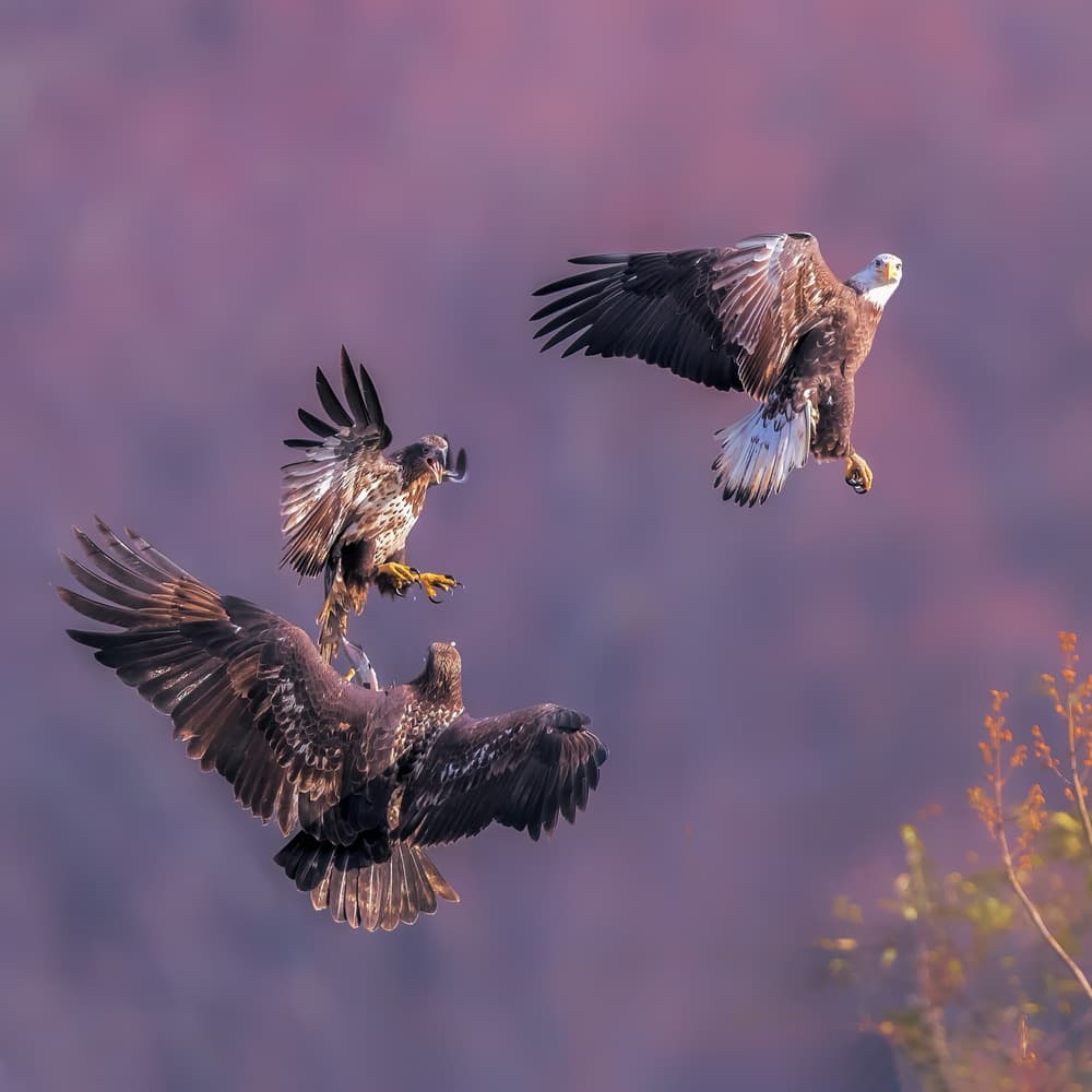 Aerial Eagle Battle by Jun Zuo — canvas wall art