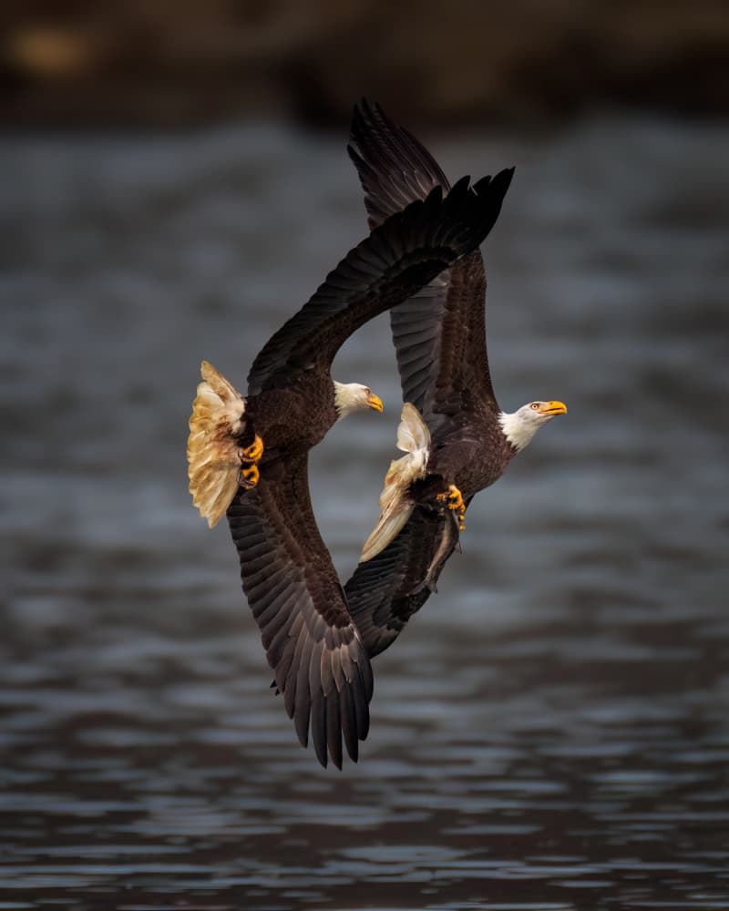 Bald Eagles in Flight by Hanping Xiao — canvas wall art