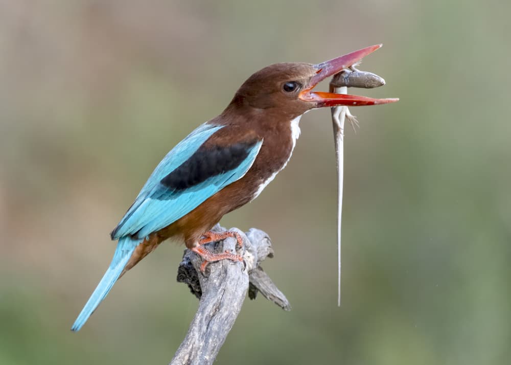White-Throated Kingfisher Hunt by Eyal Amer — canvas wall art