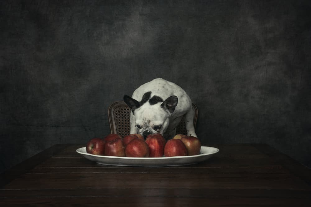 Curious Dog With Apples by Heike Willers — canvas wall art