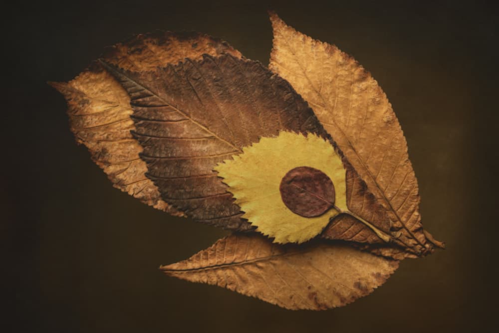 Autumn Leaf Eye by Cicek Kiral — canvas wall art