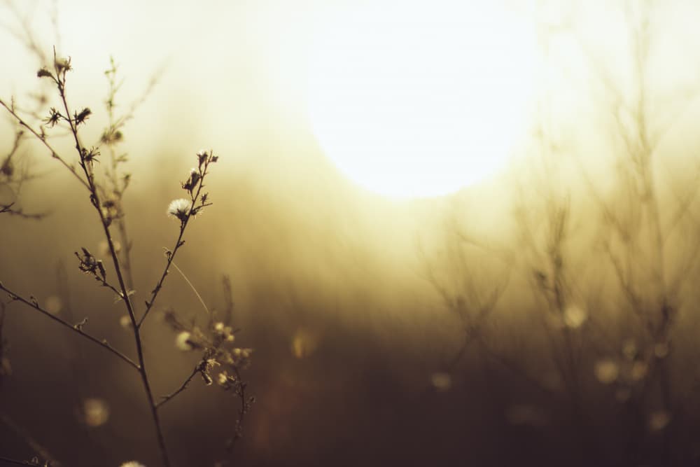 Golden Hour Glow by Javier Pardina — canvas wall art