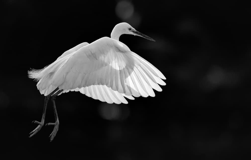 Graceful White Egret Flight by C.S. Tjandra — canvas wall art