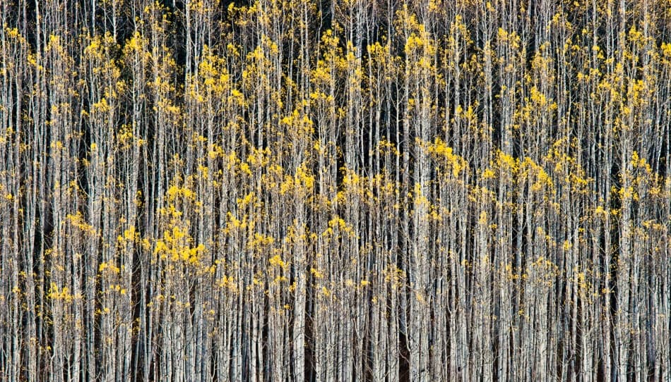 Golden Aspen Forest by John Fan — canvas wall art