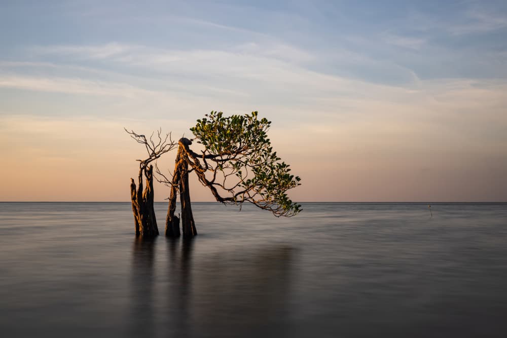 Lonely Sunset Tree by R Suguri — canvas wall art