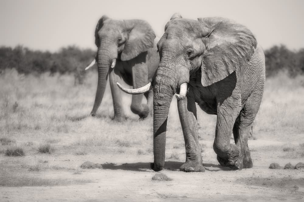 Majestic African Elephants by Alessandro Catta — canvas wall art