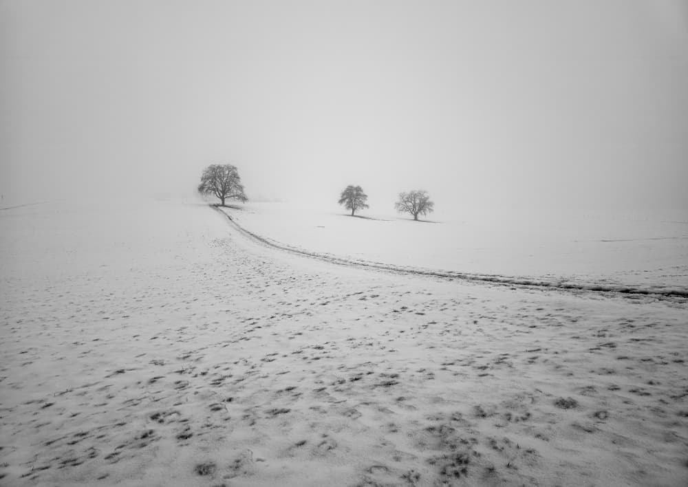 Misty Winter Trees by Streiff Marcel — canvas wall art