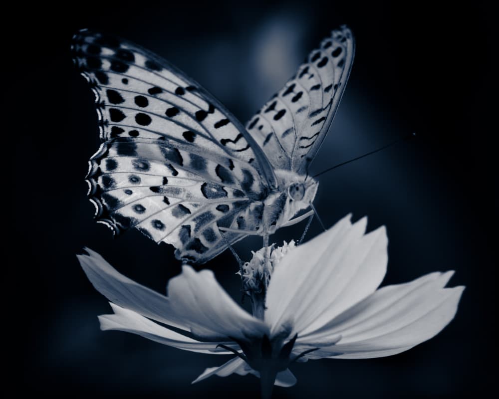 Delicate Blue Butterfly by 市岡弘光 — canvas wall art