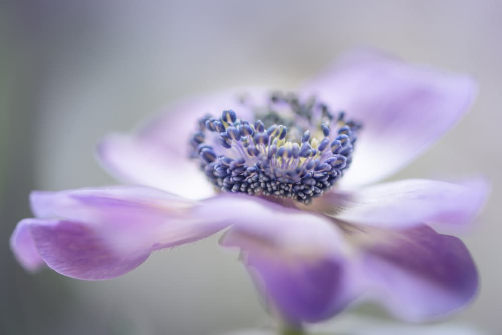 Soft Purple Anemone Bloom by Keren Or — canvas wall art