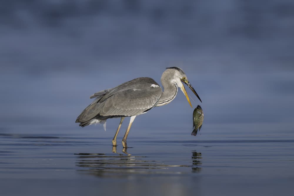 Heron Catches Fish by Mallal Moshe — canvas wall art
