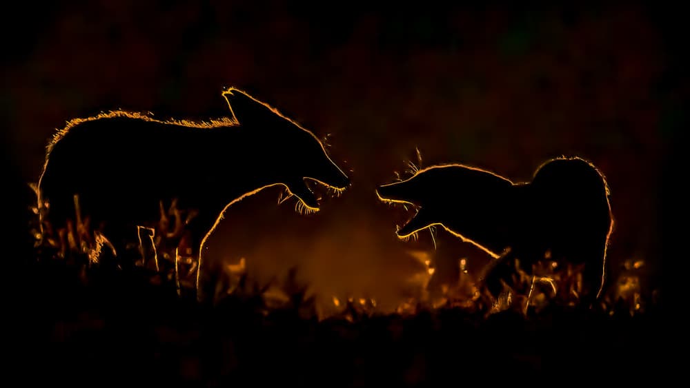 Golden Fox Showdown by Siyu_Wei APA — canvas wall art