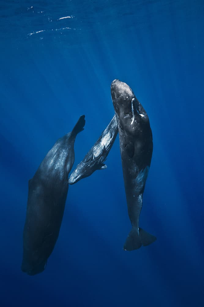 Whale Family Underwater by Barathieu Gabriel — canvas wall art