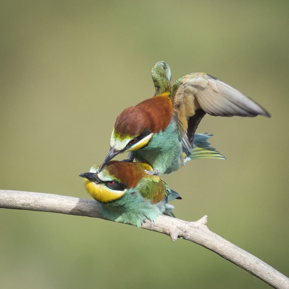 Vibrant Bee Eaters Mating by Thierry Lagandré (Transgressed Light) — canvas wall art