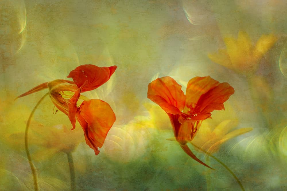 Sunlit Orange Nasturtiums by Hilda van der Lee — canvas wall art