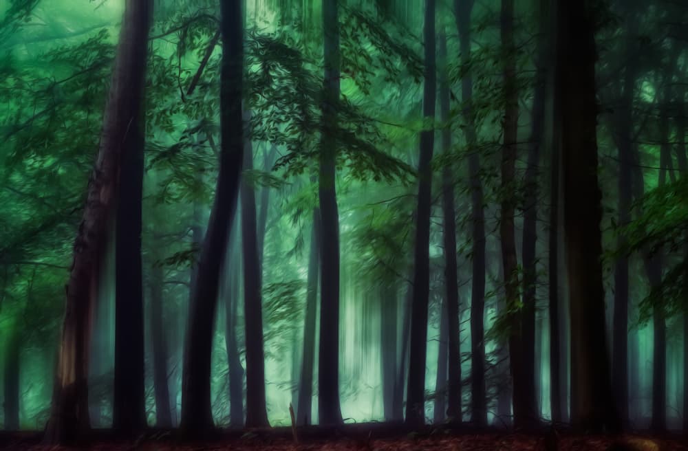 Enchanted Green Forest by Hilda van der Lee — canvas wall art