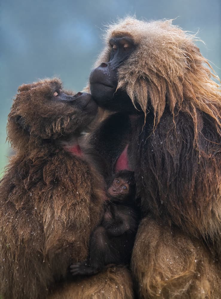Baboon Family Cuddle by Roberto Marchegiani — canvas wall art