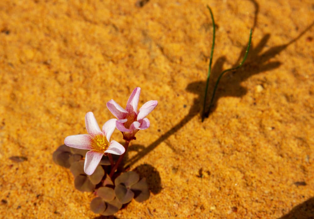 Pink Desert Blooms by Dirk Lombard — canvas wall art