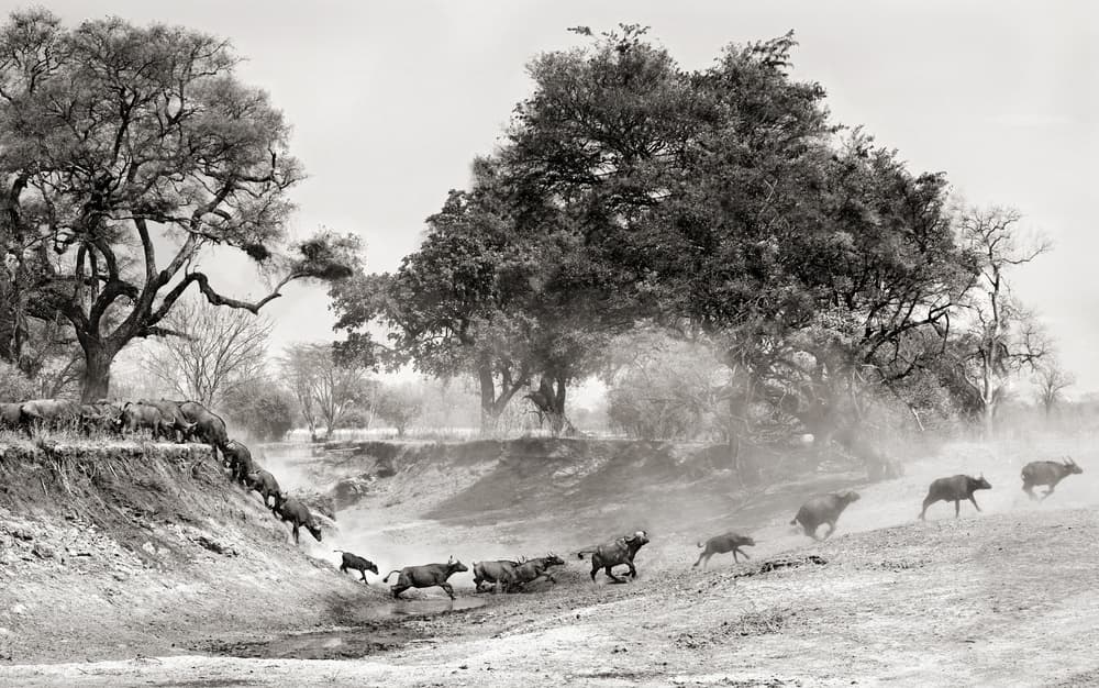 Dusty Buffalo Herd by Xavier Ortega — canvas wall art