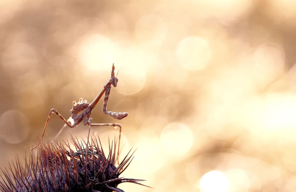 Praying Mantis Golden Light by Thierry Dufour — canvas wall art