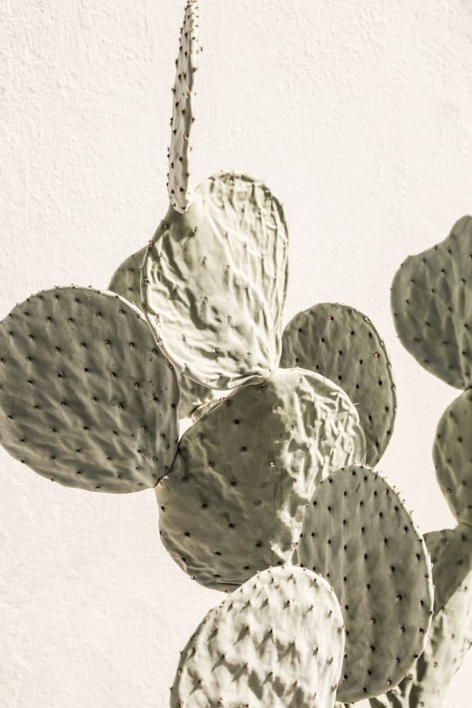 Prickly Elegance by Shot by Clint — canvas wall art