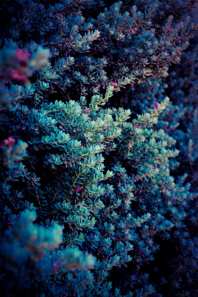 Moody Teal Foliage by Tal Paz-Fridman — canvas wall art