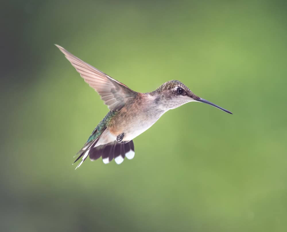 Hummingbird in Flight by Atul Saluja — canvas wall art