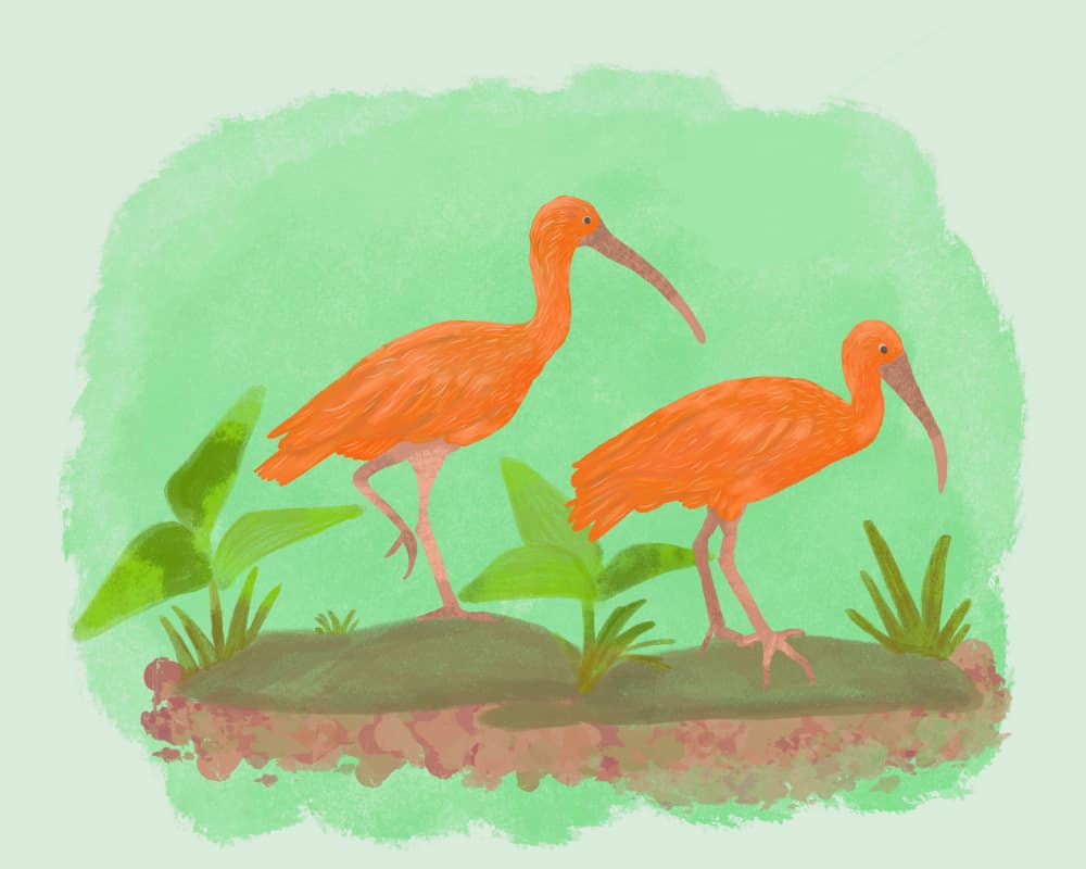 Two Scarlet Ibises by Aliya Putrus — canvas wall art