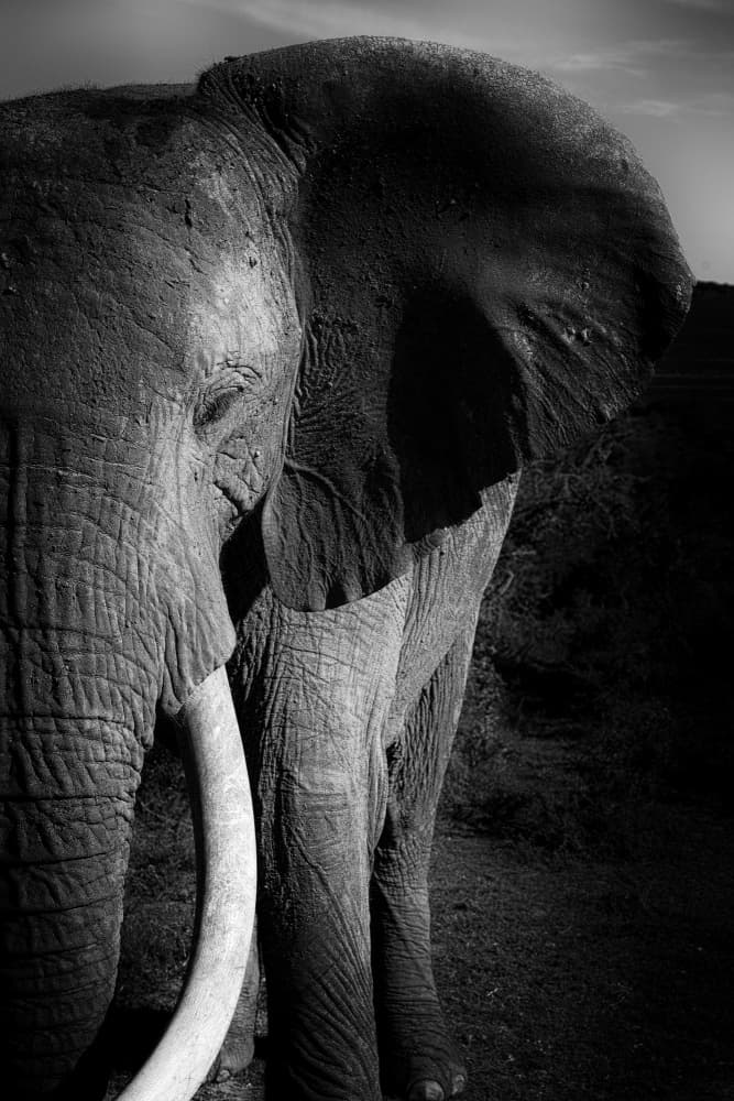 Powerful Elephant Portrait by Dan Edwards — canvas wall art