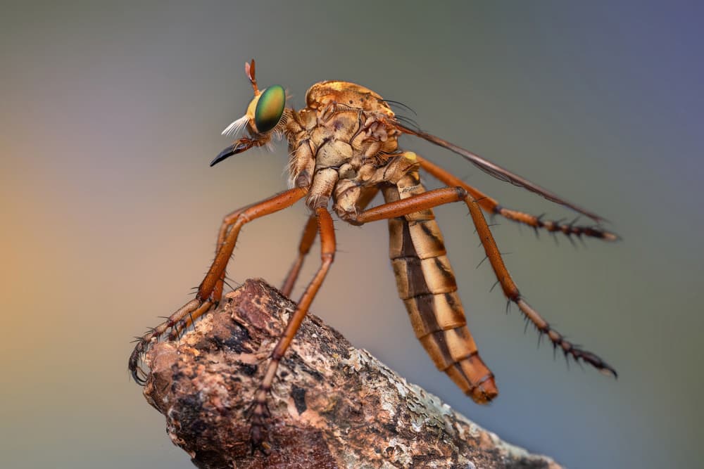 Green-Eyed Robber Fly by Summer2016 — canvas wall art
