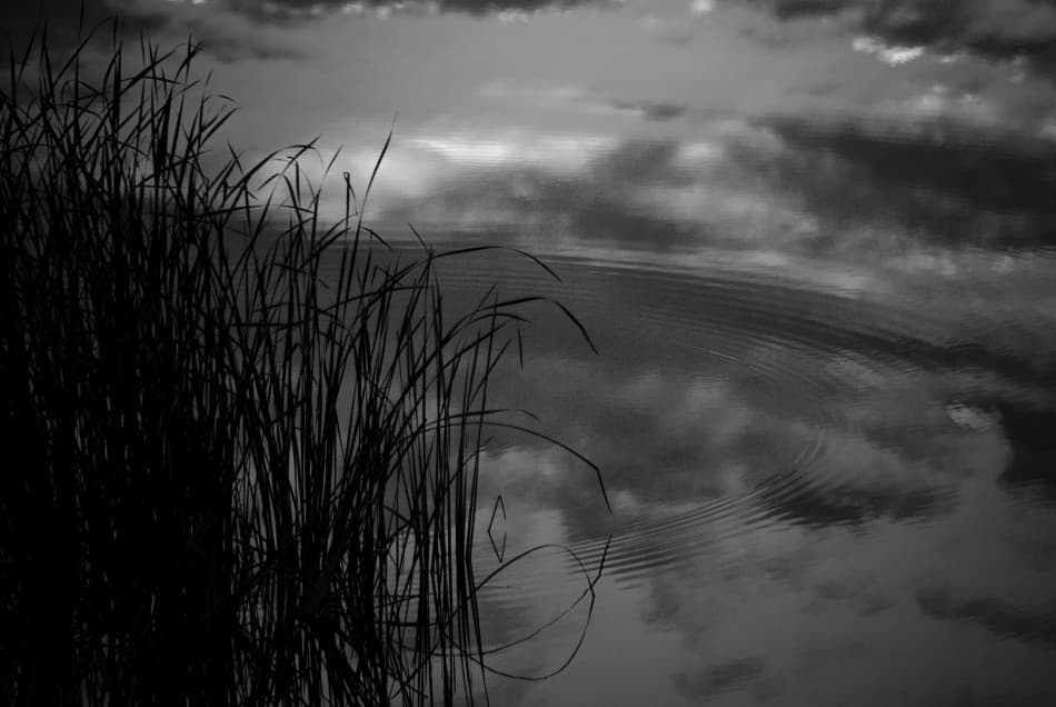 Dark Reeds Water Reflection by Codrin Lupei — canvas wall art